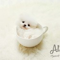 Micro Teacup Pomeranian Puppies For Sale- Buzz - a Pomeranian puppy