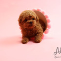 Mini Teacup Poodle Puppies For Sale - Macaron - a Poodle puppy