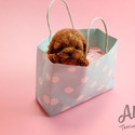 Mini Teacup Poodle Puppies For Sale - Macaron - a Poodle puppy