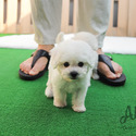 Mini Teacup Bichon Puppies For Sale - Mango&Tango - a Bichon Frise puppy
