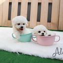 Mini Teacup Bichon Puppies For Sale - Mango&Tango - a Bichon Frise puppy