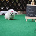 Mini Teacup Pomeranian Puppies For Sale- Merry - a Pomeranian puppy