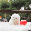 Mini Teacup Pomeranian Puppies For Sale- Merry - a Pomeranian puppy