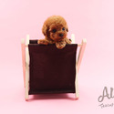 Mini Teacup Poodle Puppies For Sale - Tiara - a Poodle puppy