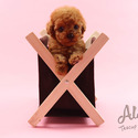 Mini Teacup Poodle Puppies For Sale - Tiara - a Poodle puppy