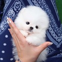 Mini Teacup Pomeranian Puppies For Sale- Buzz - a Pomeranian puppy