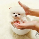 Mini Teacup Pomeranian Puppies For Sale- Buzz - a Pomeranian puppy