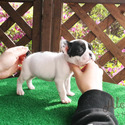 Mini Teacup French Bull Puppies For Sale- Max - a French Bulldog puppy