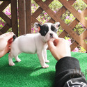 Mini Teacup French Bull Puppies For Sale- Max - a French Bulldog puppy