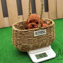Mini Teacup Poodle Puppies For Sale - Macaron - a Poodle puppy