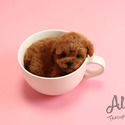 Mini Teacup Poodle Puppies For Sale - Macaron - a Poodle puppy