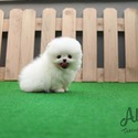 Mini Teacup Pomeranian Puppies For Sale- Buzz - a Pomeranian puppy