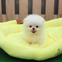 Mini Teacup Pomeranian Puppies For Sale- Buzz - a Pomeranian puppy