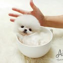 Mini Teacup Pomeranian Puppies For Sale- Buzz - a Pomeranian puppy