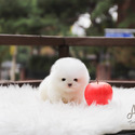 Mini Teacup Pomeranian Puppies For Sale- Merry - a Pomeranian puppy