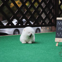 Mini Teacup Pomeranian Puppies For Sale- Merry - a Pomeranian puppy