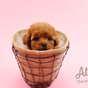 Mini Teacup Poodle Puppies For Sale - Tiara - a Poodle puppy