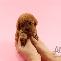 Mini Teacup Poodle Puppies For Sale - Tiara - a Poodle puppy