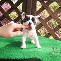 Mini Teacup French Bull Puppies For Sale- Max - a French Bulldog puppy