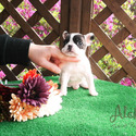 Mini Teacup French Bull Puppies For Sale- Max - a French Bulldog puppy