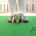 Micro Teacup Bichon Puppies For Sale - Tango - a Bichon Frise puppy