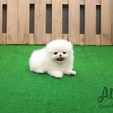 Micro Teacup Pomeranian Puppies For Sale- Buzz - a Pomeranian puppy