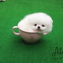 Micro Teacup Pomeranian Puppies For Sale- Buzz - a Pomeranian puppy