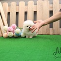 Mini Teacup Pomeranian Puppies For Sale- Buzz - a Pomeranian puppy