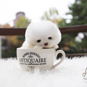 Mini Teacup Pomeranian Puppies For Sale- Merry - a Pomeranian puppy