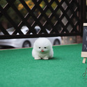 Mini Teacup Pomeranian Puppies For Sale- Merry - a Pomeranian puppy