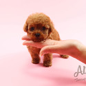Mini Teacup Poodle Puppies For Sale - Tiara - a Poodle puppy
