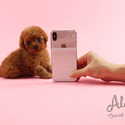 Mini Teacup Poodle Puppies For Sale - Tiara - a Poodle puppy