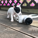 Mini Teacup French Bull Puppies For Sale- Max - a French Bulldog puppy