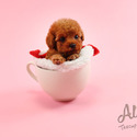 Teddy bear Mini Poodle Puppies For Sale - Chloe - a Poodle puppy
