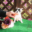 Micro Teacup French Bull Puppies For Sale- Max - a French Bulldog puppy