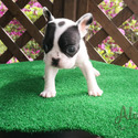 Micro Teacup French Bull Puppies For Sale- Max - a French Bulldog puppy