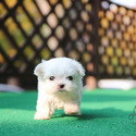 Micro Mini Maltese Puppies For Sale - Melon - a Maltese puppy