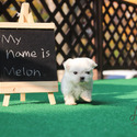Micro Mini Maltese Puppies For Sale - Melon - a Maltese puppy