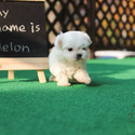 Micro Mini Maltese Puppies For Sale - Melon - a Maltese puppy