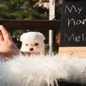 Micro Mini Maltese Puppies For Sale - Melon - a Maltese puppy