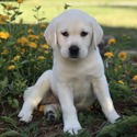 White Female Labrador - a Labrador Retriever puppy