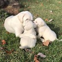 White Female Labrador - a Labrador Retriever puppy
