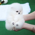 Teddy bear Mini Pomeranian Puppies For Sale - Lola - a Pomeranian puppy