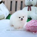 Teddy bear Mini Pomeranian Puppies For Sale - Lola - a Pomeranian puppy