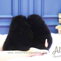Micro Toy Pomeranian Puppies For Sale - Poppy&Ava - a Pomeranian puppy