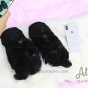 Micro Toy Pomeranian Puppies For Sale - Poppy&Ava - a Pomeranian puppy