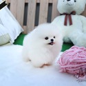 Mini Teacup Pomeranian Puppies For Sale - Lola - a Pomeranian puppy