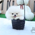 Mini Teacup Pomeranian Puppies For Sale - Lola - a Pomeranian puppy