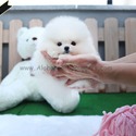 Mini Teacup Pomeranian Puppies For Sale - Lola - a Pomeranian puppy