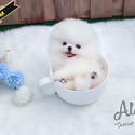 Mini Teacup Pomeranian Puppies For Sale - Lola - a Pomeranian puppy